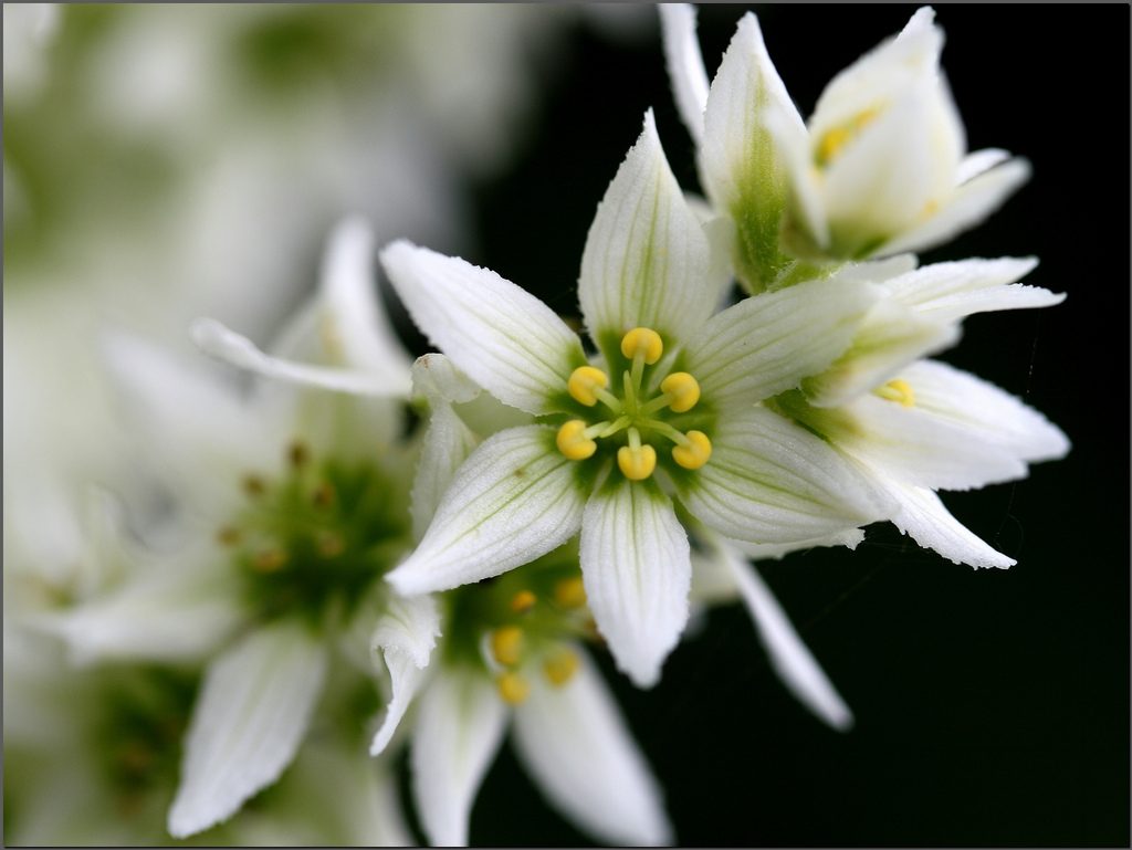 veratrum